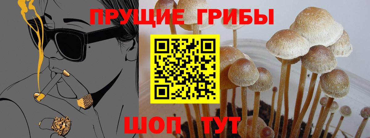 Галлюциногенные грибы мицелий  Галлюциногенные грибы GOLDEN TEACHER  магазин продажи   Вход с VPN  Магадан 